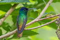 Golden-tailed Sapphire Chrysuronia oenone josephinae