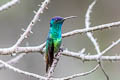 Golden-tailed Sapphire Chrysuronia oenone josephinae