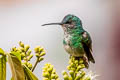 Golden-tailed Sapphire Chrysuronia oenone josephinae