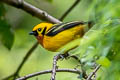 Golden Tanager Tangara arthus sophiae