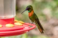 Gould's Jewelfront Heliodoxa aurescens