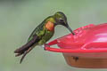 Gould's Jewelfront Heliodoxa aurescens