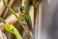 Gould's Jewelfront Heliodoxa aurescens