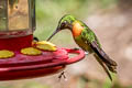 Gould's Jewelfront Heliodoxa aurescens