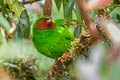 Grass-green Tanager Chlorornis riefferii dilutus