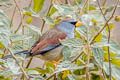 Great Inca Finch Incaspiza pulchra