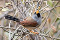 Great Inca Finch Incaspiza pulchra