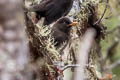 Great Thrush Turdus fuscater ockendeni 