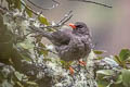 Great Thrush Turdus fuscater gigantodes 