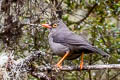 Great Thrush Turdus fuscater gigantodes 