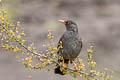 Great Thrush Turdus fuscater gigantodes 