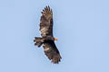 Greater Yellow-headed Vulture Cathartes melambrotus