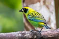 Gree-and-gold Tanager Tangara schrankii schrankii