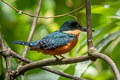 Green-and-rufous Kingfisher Chloroceryle inda inda