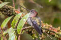 Green-fronted Lancebill Doryfera ludovicae ludovicae