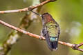 Green-fronted Lancebill Doryfera ludovicae ludovicae