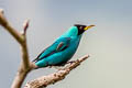 Green Honeycreeper Chlorophanes spiza caerulescens