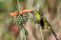 Long-tailed Sylph Aglaiocercus kingii smaragdinus 