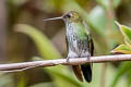 Greenish Puffleg Haplophaedia aureliae cutucuensis 