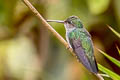 Greenish Puffleg Haplophaedia aureliae cutucuensis 