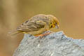 Greenish Yellow finch Sicalis olivascens chloris 