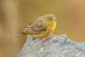 Greenish Yellow finch Sicalis olivascens chloris 