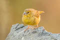 Greenish Yellow finch Sicalis olivascens chloris 