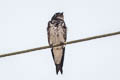 Grey-breasted Martin Progne chalybea macrorhamphus