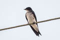 Grey-breasted Martin Progne chalybea macrorhamphus