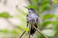 Grey-breasted Sabrewing Crypturellus cinereus aequatorialis