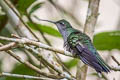 Grey-breasted Sabrewing Crypturellus cinereus aequatorialis