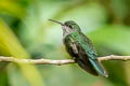 Grey-breasted Sabrewing Crypturellus cinereus aequatorialis