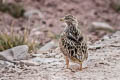 Grey-breasted Seedsnipe Thinocorus orbignyianus ingae