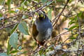 Grey-breasted Mountain Toucan Andigena hypoglauca lateralis