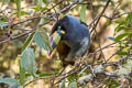 Grey-breasted Mountain Toucan Andigena hypoglauca lateralis