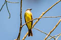 Grey-capped Flycatcher Myiozetetes granadensis obscurior