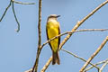 Grey-capped Flycatcher Myiozetetes granadensis obscurior