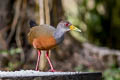 Grey-cowled Wood Rail Aramides cajaneus cajaneus