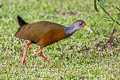 Grey-cowled Wood Rail Aramides cajaneus cajaneus