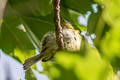 Grey-crowned Flatbill Tolmomyias poliocephalus poliocephalus (Grey-crowned Flycatcher)