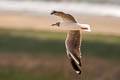 Grey-headed Gull Chroicocephalus cirrocephalus (Grey-hooded Gull)