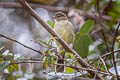 Highland Elaenia Elaenia obscura