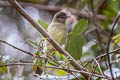 Highland Elaenia Elaenia obscura