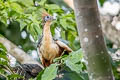 Hoatzin Opisthocomus hoazin