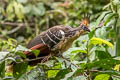 Hoatzin Opisthocomus hoazin