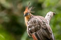 Hoatzin Opisthocomus hoazin