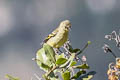 Hooded Siskin Spinus magellanicus peruanus