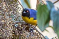 Hooded Mountain Tanager Buthraupis montana saturata