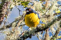 Hooded Mountain Tanager Buthraupis montana saturata