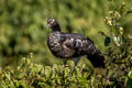 Horned Screamer Anhima cornuta